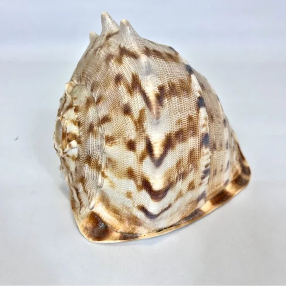 Horned Queens Helmet Classic Cornuta Conch Seashell Ocean Decor - Picture 3 of 5
